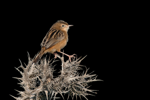 Zitting Cisticola (Cisticola juncidis) in the wild