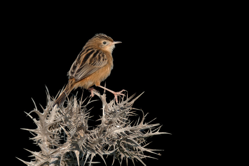 Zitting Cisticola (Cisticola juncidis)