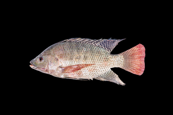 Nile Tilapia (Oreochromis niloticus) in the wild