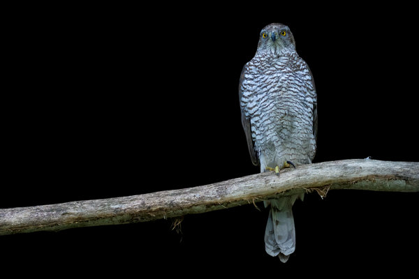 Northern Goshawk (Accipiter gentilis)             in the wild