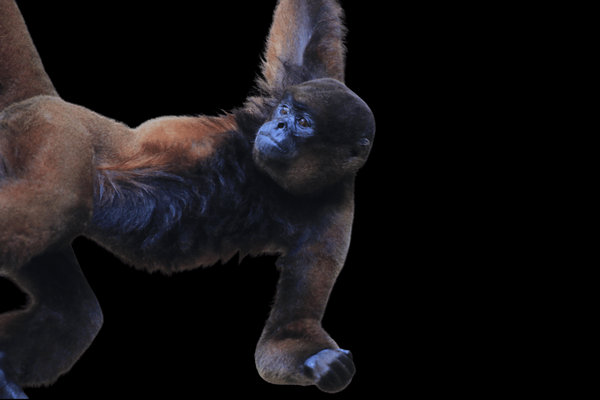 Common Woolly Monkey (Lagothrix lagotricha) in the wild