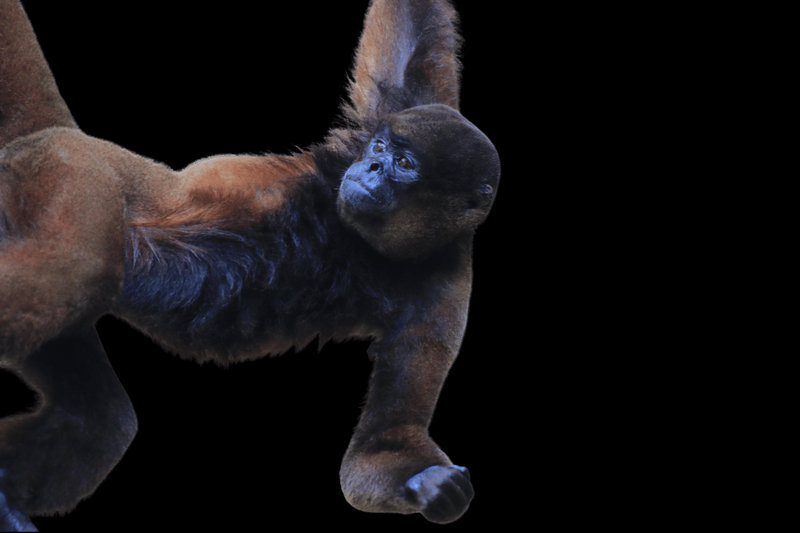 Common Woolly Monkey (Lagothrix lagotricha)