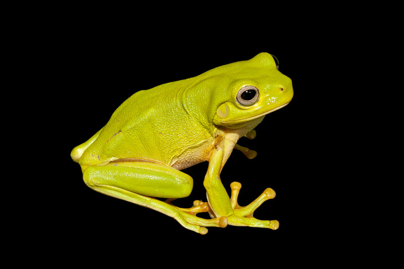 Green Tree Frog (Litoria caerulea) — Northern and eastern Australia, WA to NSW