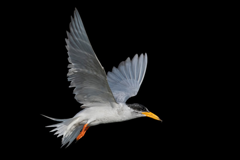 River Tern (Sterna aurantia)
