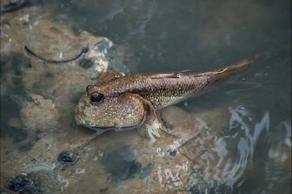 Mudskipper (Periophthalmus spp.) in the wild