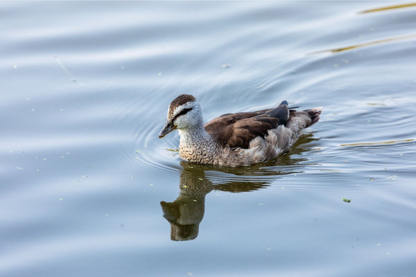 Cotton Pygmy-Goose (Nettapus coromandelianus) in the wild
