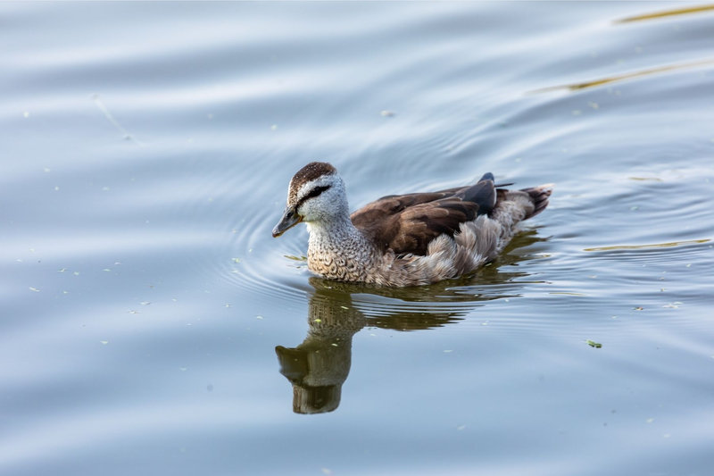Cotton Pygmy-Goose (Nettapus coromandelianus)