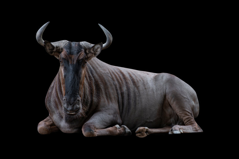 Wildebeest (Connochaetes taurinus) — East and Southern Africa
