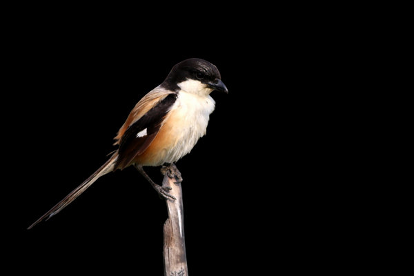 Long-tailed Shrike (Lanius schach) in the wild