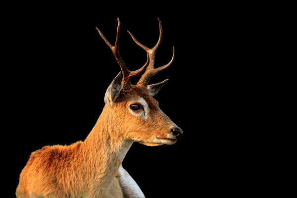 Pampas Deer (Ozotoceros bezoarticus) in the wild