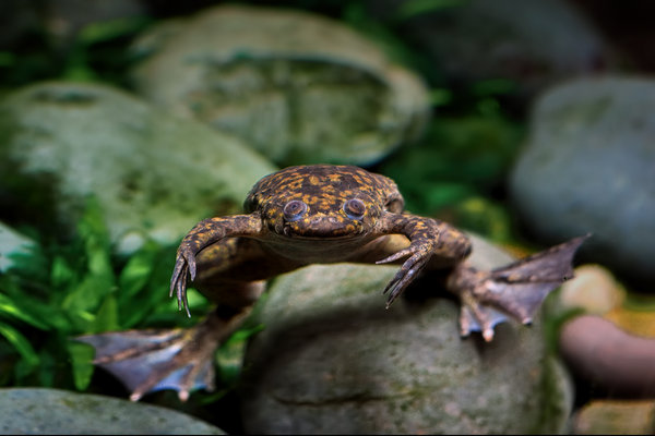 Clawed Frog (Xenopus laevis) in the wild