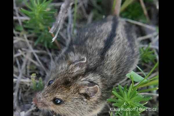 Southern Birch Mouse (Sicista subtilis) in the wild