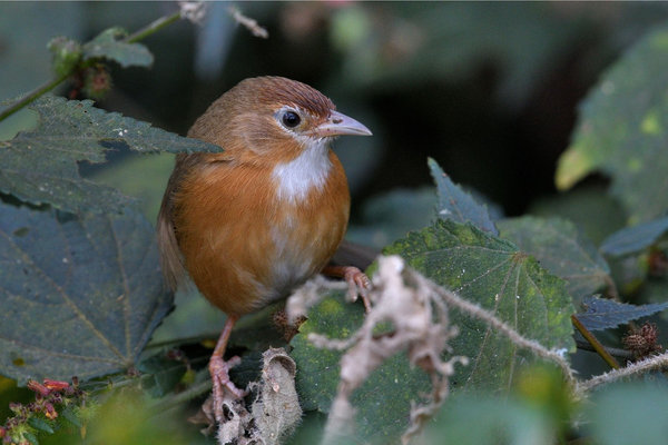 Tawny-bellied Babbler (Dumetia hyperythra) in the wild