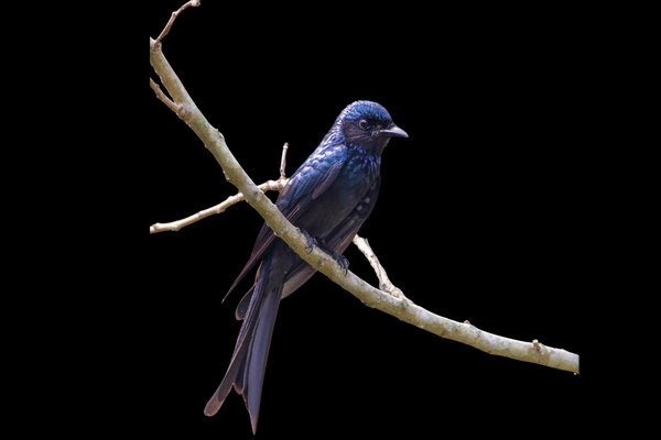 Bronzed Drongo (Dicrurus aeneus) in the wild