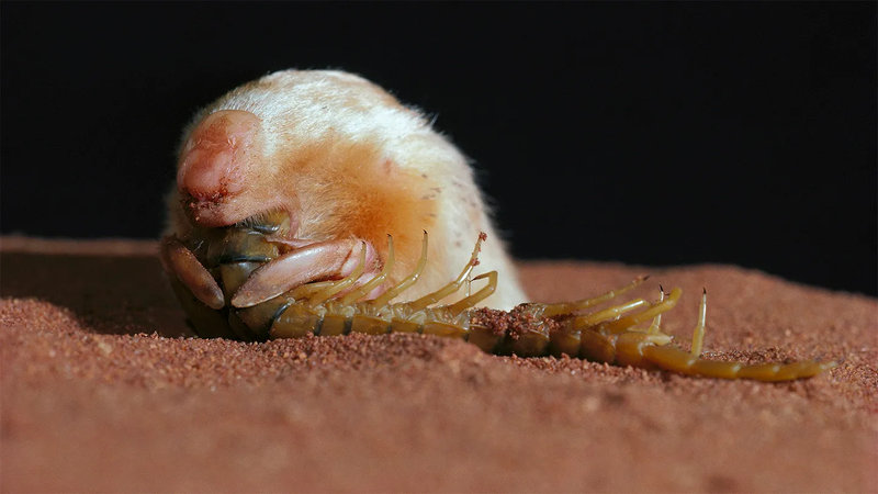 Southern Marsupial Mole (Notoryctes typhlops) — Central and western desert regions of Australia (e.g., Great Sandy Desert)