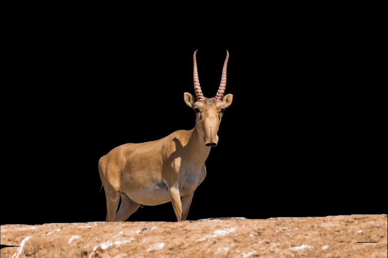 Saiga (Saiga tatarica)