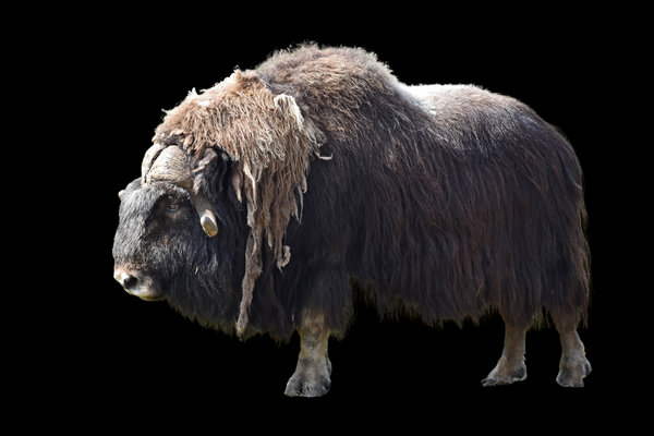 Muskox (Ovibos moschatus) in the wild