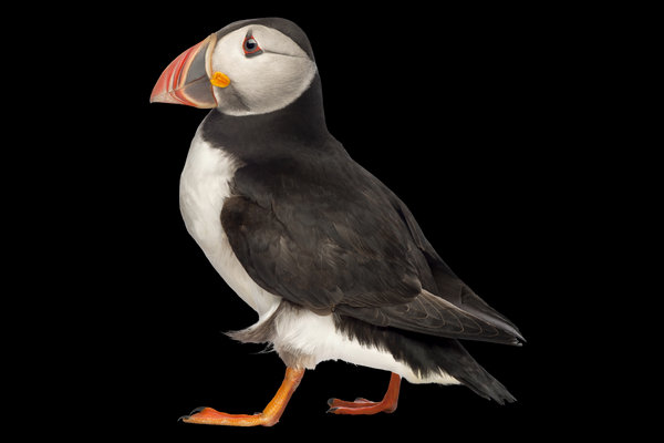 Atlantic Puffin (Fratercula arctica) in the wild