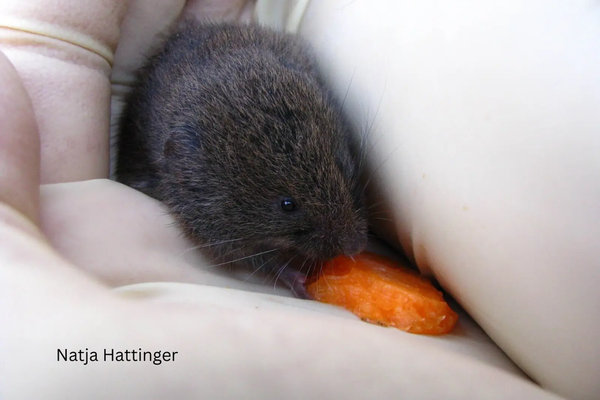 Bavarian Pine Vole (Microtus bavaricus)           in the wild