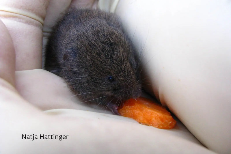 Bavarian Pine Vole (Microtus bavaricus)