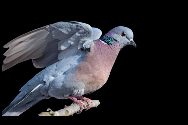 Red Collared-Dove (Streptopelia tranquebarica) in the wild