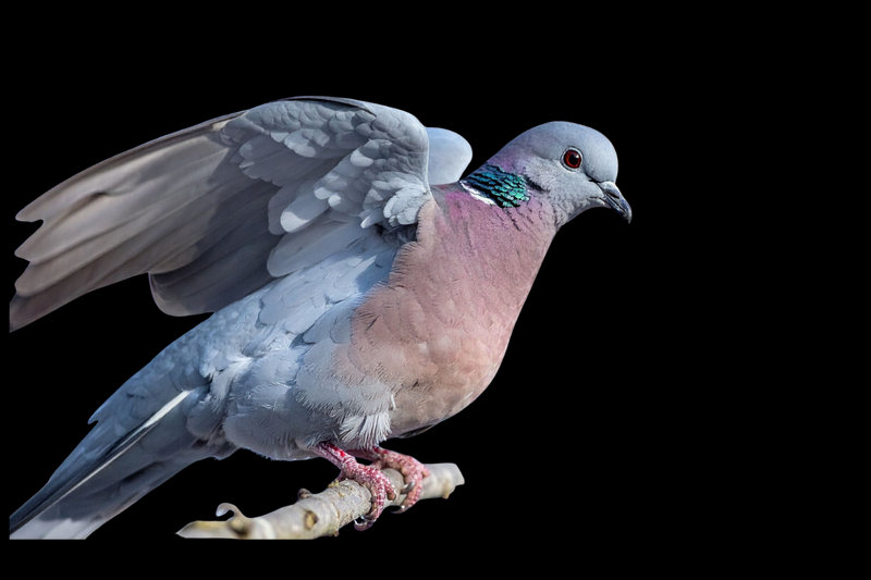 Red Collared-Dove (Streptopelia tranquebarica) — Indian subcontinent southeast Asia