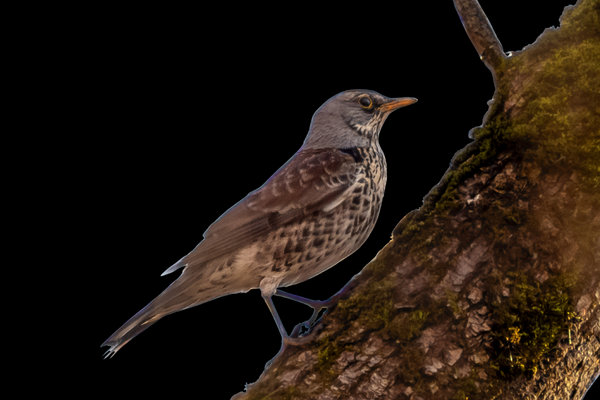 Fieldfare (Turdus pilaris) in the wild