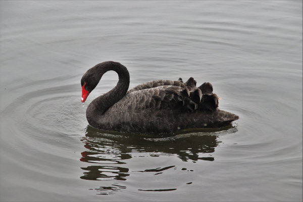 Black Swan (Cygnus atratus) in the wild