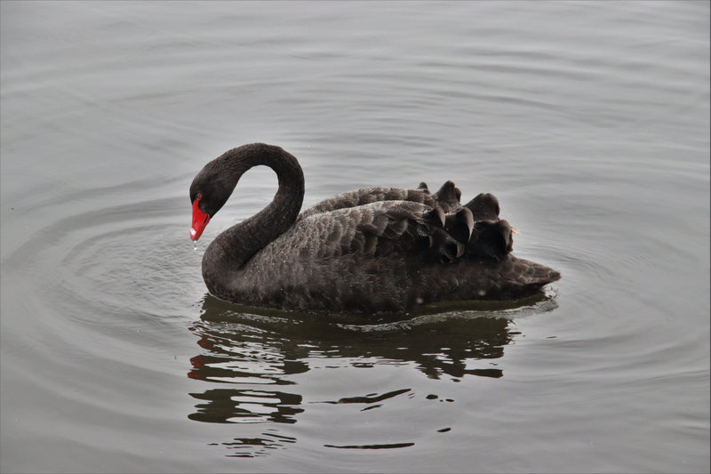 Black Swan (Cygnus atratus) — Widespread across Australia, southwest/southeast, Tasmania