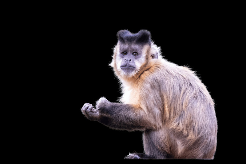 Tufted Capuchin (Sapajus apella)