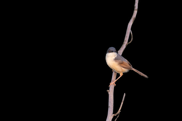 Ashy Prinia (Prinia socialis) in the wild