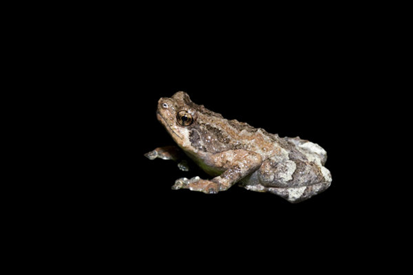 Malaysian Treehole Frog (Metaphrynella pollicaris) in the wild