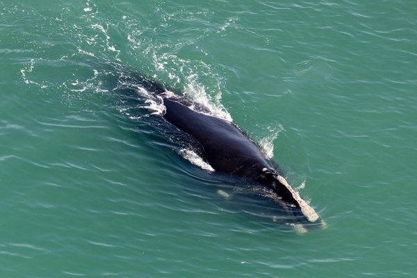 North Atlantic Right Whale (Eubalaena glacialis)  in the wild