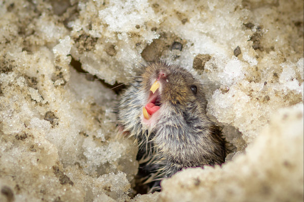 Wood Lemming (Myopus schisticolor)                in the wild