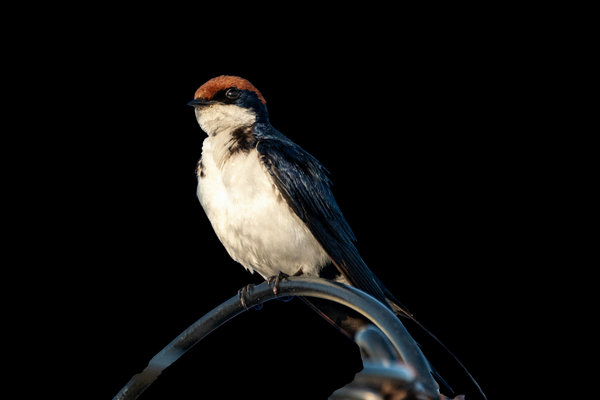 Eastern Red-rumped Swallow (Cecropis daurica) in the wild