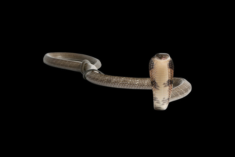 King Cobra (Ophiophagus hannah)