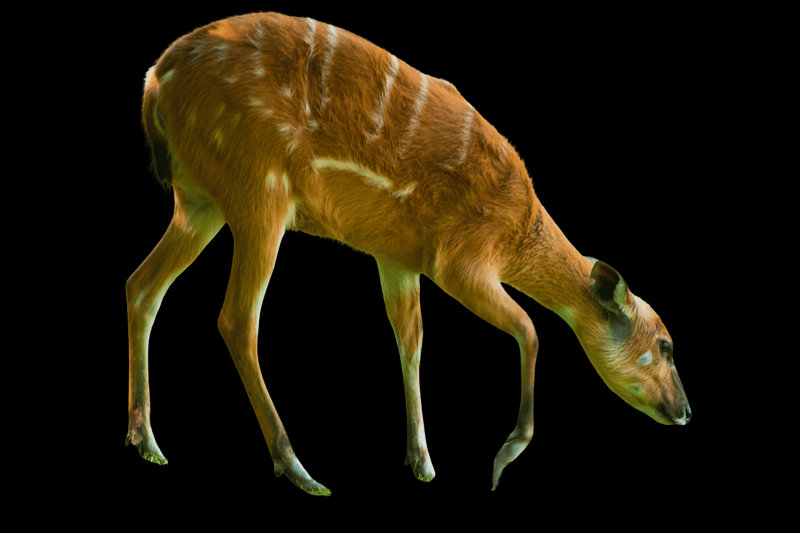 Sitatunga (Tragelaphus spekii)