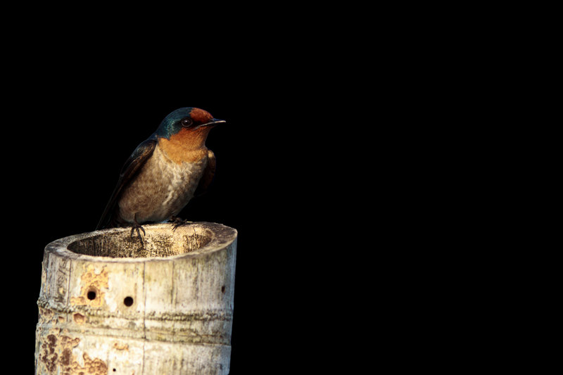 Asian Palm Swift (Cypsiurus balasiensis) — Indian subcontinent southeast Asia