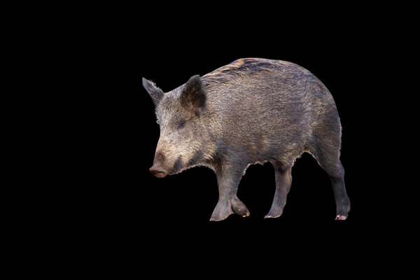 Wild Boar (Sus scrofa) in the wild