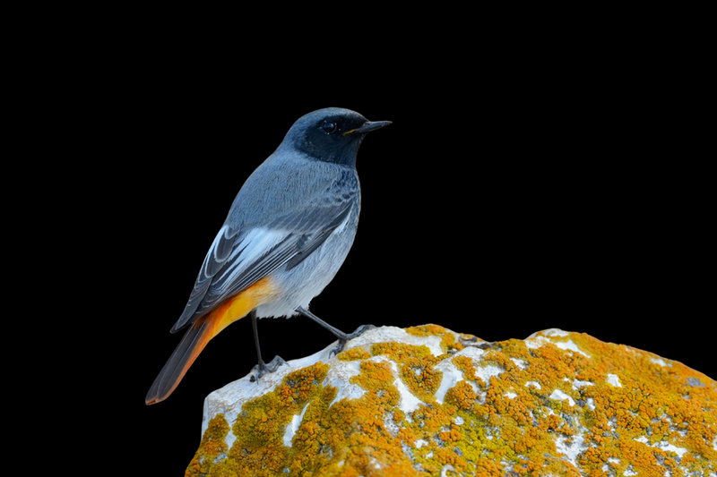 Black Redstart (Phoenicurus ochruros) — Europe, Asia