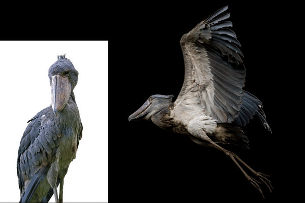 Shoebill (Balaeniceps rex) in the wild