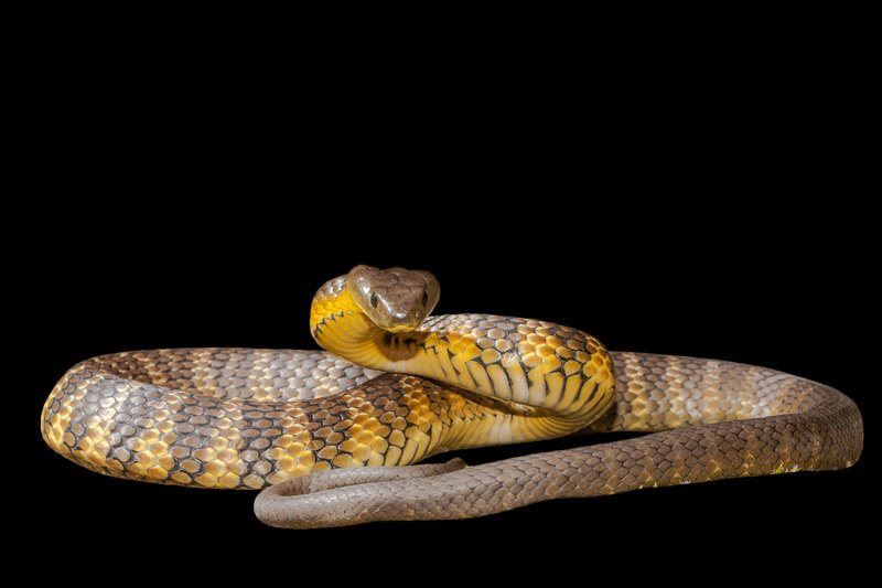 Tiger Snake (Notechis scutatus) — Southern and eastern Australia, including Tasmania