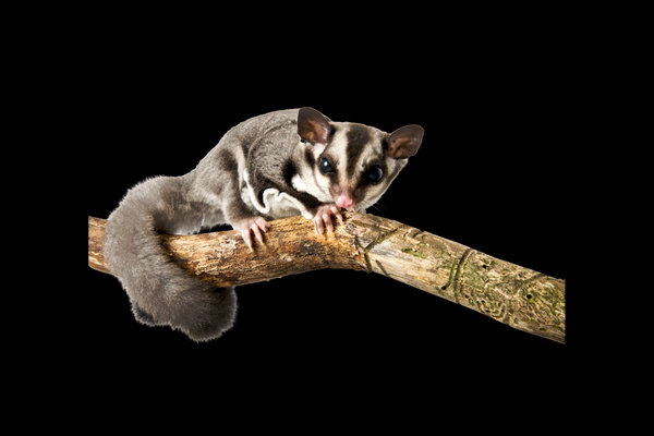 Sugar Glider (Petaurus breviceps) in the wild