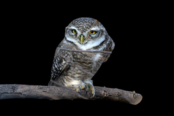 Spotted Owlet (Athene brama) in the wild