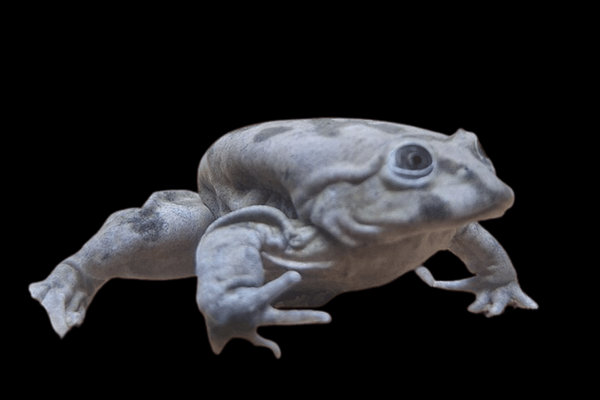 Titicaca Water Frog (Telmatobius culeus) in the wild