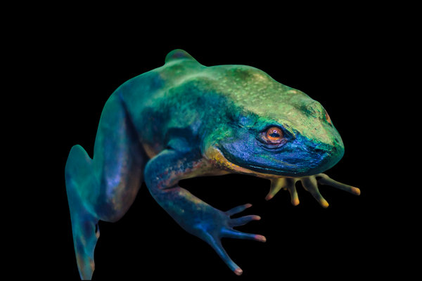 Goliath Frog (Conraua goliath) in the wild
