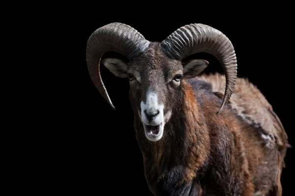 Mouflon (Ovis orientalis musimon) in the wild