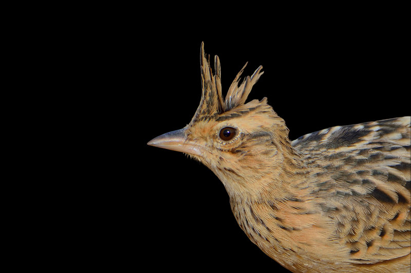 Tawny Lark (Alauda gulgula)