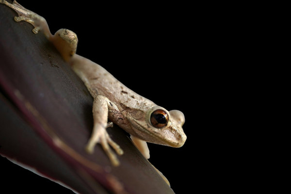Coqui Frog (Eleutherodactylus coqui) in the wild