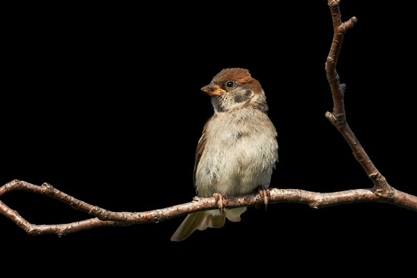 Eurasian Tree Sparrow (Passer montanus) in the wild